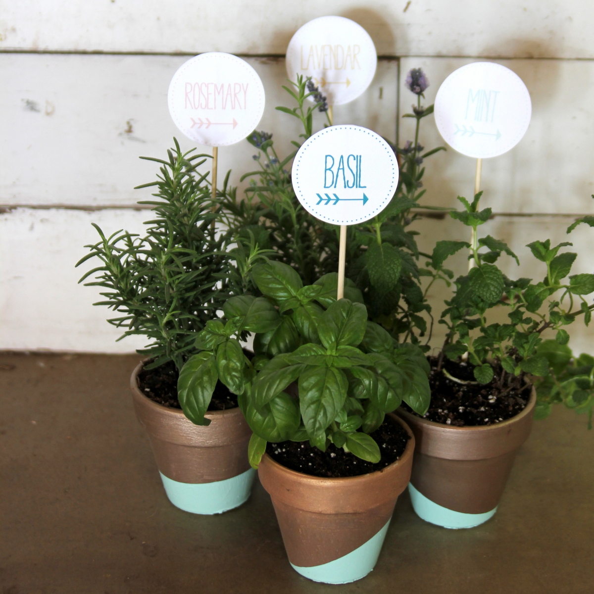 gold and mint dipped herb pots